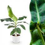 Green BoutiQ - Plantes d'intérieur - Musa acuminata Dwarf Cavendish - Bananier - Peu d'entretien - Vert - 1 plante - avec pot blanc - Pot 21 cm - Hauteur 70-75 cm