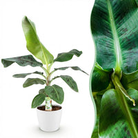 Green BoutiQ - Kamerplanten - Musa acuminata Dwarf Cavendisch - Bananenplant - Weinig onderhoud - Groen - 1 Plant - met Potter Wit - Pot 21cm - Hoogte 70-75cm