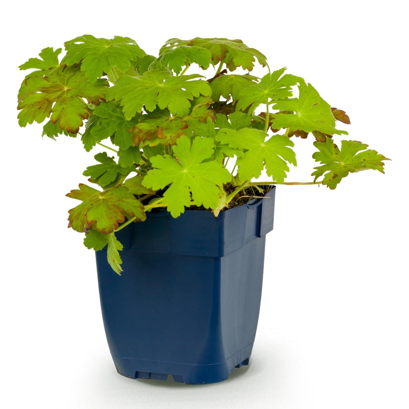Green boutiQ - Vasteplant - Geranium macrorrhizum - Ooievaarsbek - Bodembedekkend - Roze - 1 Plant - Pot 11cm - Hoogte 15-25cm