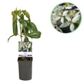 Green boutiQ - Plante grimpante - Clematis armandii - Fleur blanche - Persistant - Peu d'entretien - 1 plante Pot 11cm Hauteur 40cm