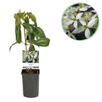 Green boutiQ - Plante grimpante - Clematis armandii - Fleur blanche - Persistant - Peu d'entretien - 1 plante Pot 11cm Hauteur 40cm