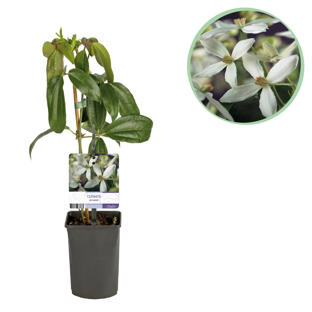 Green boutiQ - Plante grimpante - Clematis armandii - Fleur blanche - Persistant - Peu d'entretien - 1 plante Pot 11cm Hauteur 40cm