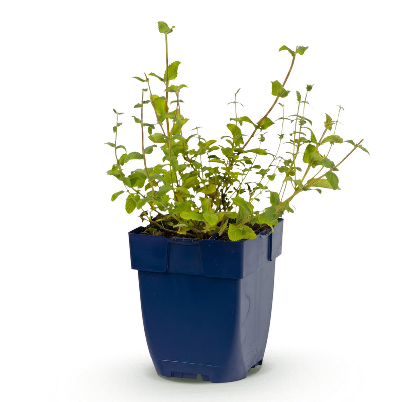 Green boutiQ - Perennial - Nepeta rac. Grog - Catnip - Bee and butterfly attractors - Blue - 1 Plant - Pot 11cm - Height 15-25cm