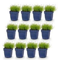 Green boutiQ - Perennial - Sagina subulata - Stonecrop - White - 12 Plants - Pot 11cm - Height 15-25cm
