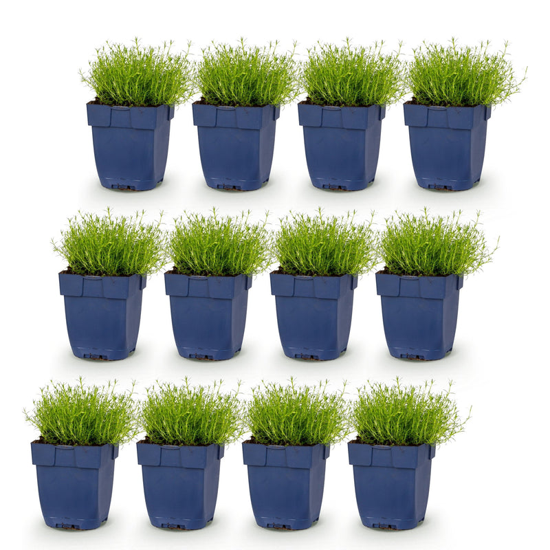 Green boutiQ - Perennial - Sagina subulata - Stonecrop - White - 12 Plants - Pot 11cm - Height 15-25cm