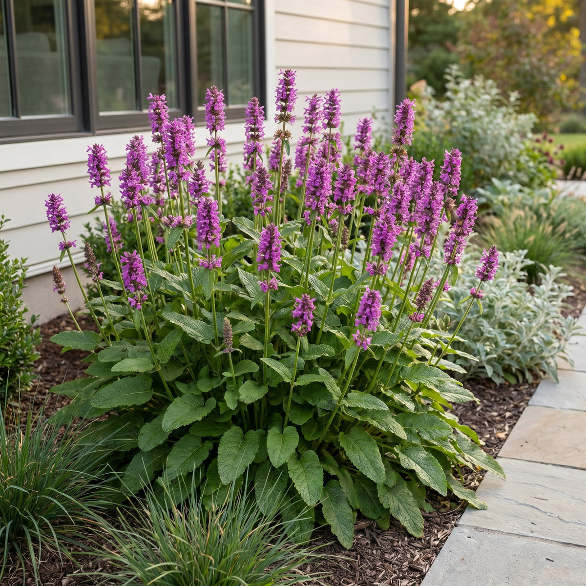 Green boutiQ - Perennial - Stachys mon. Hummelo - Lamb's Ear - Bee and Butterfly Attractors - Purple - 12 Plants - Pot 11cm - Height 15-25cm