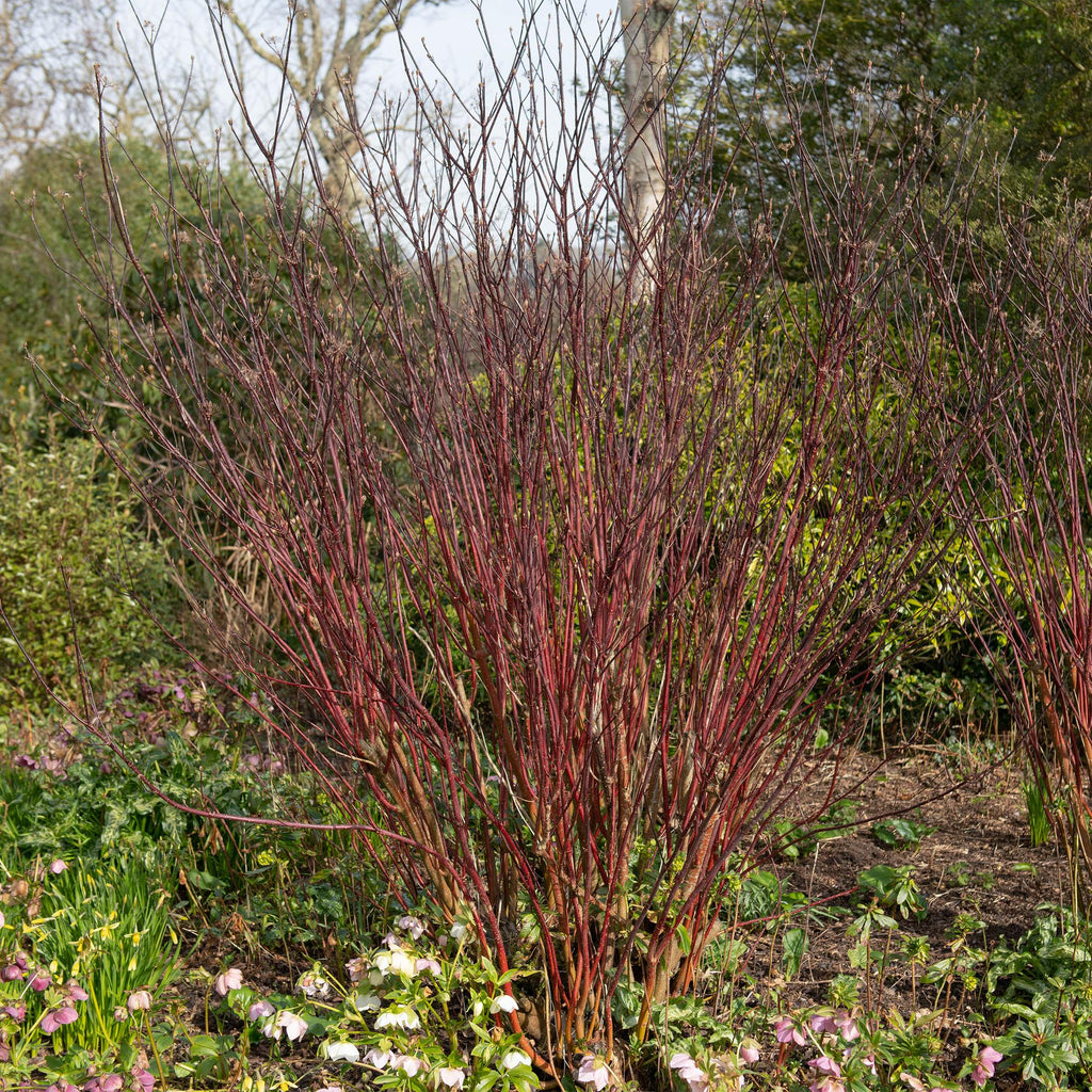 Green boutiQ - Arbustes - Cornus alba Kesselringii - Branches pourpres - 1 plante - Caduc - Peu d'entretien - Pot 17cm Hauteur 45cm