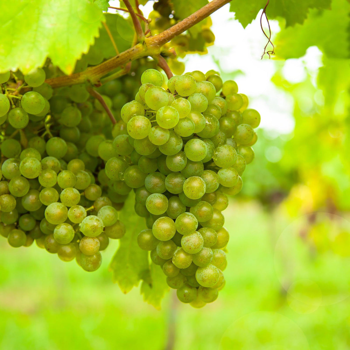 Green boutiQ - Plant fruitier - Vitis vinifera Vroege van der Laan - Vigne - Rustique - Raisin blanc - 2 plantes - Pot 15cm - Hauteur 50cm