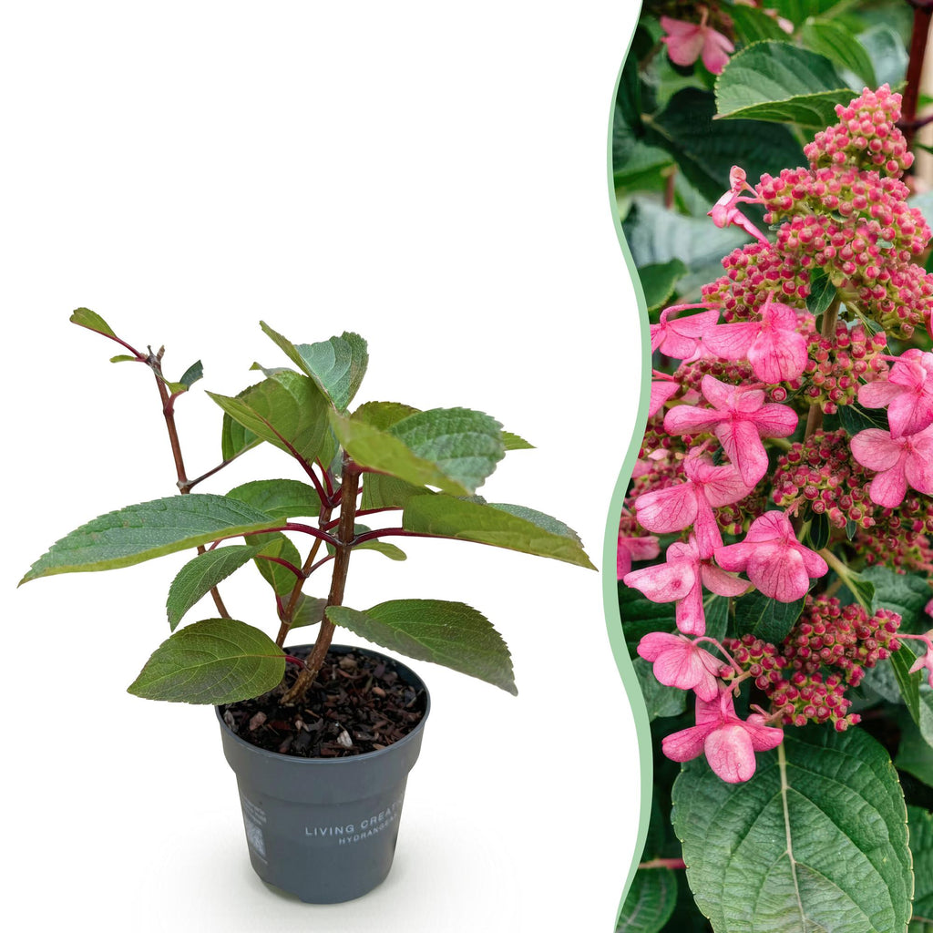 Green boutiQ - Plante de jardin - Hydrangea paniculata Living Infinity - Hortensia paniculé - Rustique - Blanc - 1 plante - Pot 12 cm - Hauteur 20-30 cm