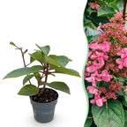 Green boutiQ - Plante de jardin - Hydrangea paniculata Living Infinity - Hortensia paniculé - Rustique - Blanc - 1 plante - Pot 12 cm - Hauteur 20-30 cm