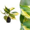 Philodendron Scandens Brazil - Brazil Philodendron - Green - Yellow - Tropical - Ø6cm - ↕12cm
