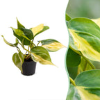Philodendron Scandens Brazil - Brazil Philodendron - Green - Yellow - Tropical - Ø6cm - ↕12cm