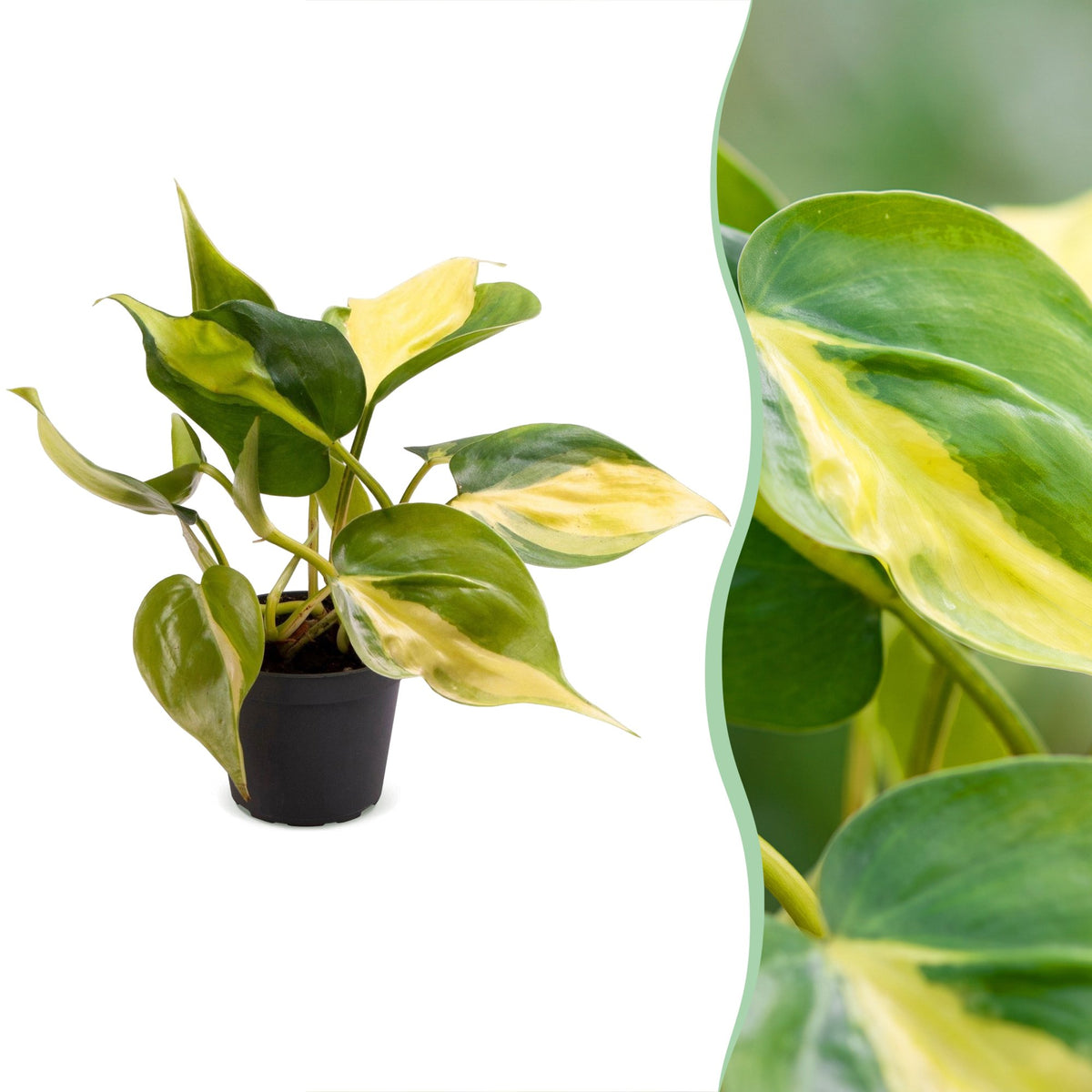 Philodendron Scandens Brazil - Brazil Philodendron - Green - Yellow - Tropical - Ø6cm - ↕12cm