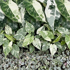 3x Baby Variegata Mix - Various colours - Tropical - incl. Linnea Misty Blue - Ø6cm - ↕10-15cm