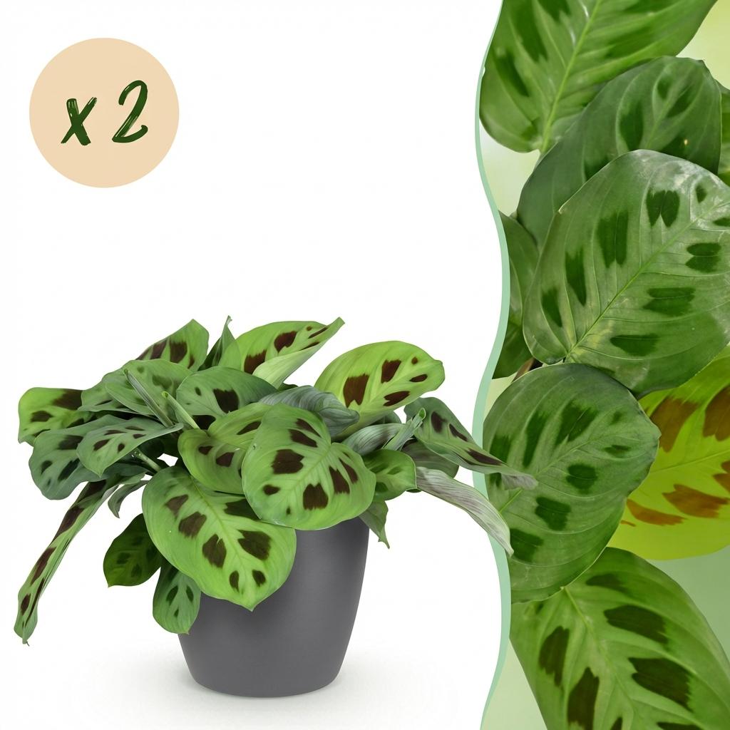Green boutiQ - Zimmerpflanze - Maranta Fascinator Kerchoveana - Zebra-Pfeilwurz - Haustierfreundliche Pflanze - Grün - 2 Pflanzen - mit Topf Grau - Topf 12cm - Höhe 25cm