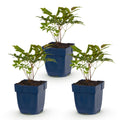 Green boutiQ - Stauden - Astilbe (A) Fanal - Prachtspiere - Schatten - Rot - 3 Pflanzen - Topf 11cm - Höhe 15-25cm