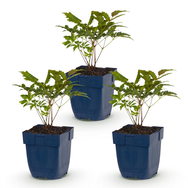 Green boutiQ - Vasteplant - Astilbe (A) Fanal - Pluimspirea - Schaduw - Rood - 3 Planten - Pot 11cm - Hoogte 15-25cm