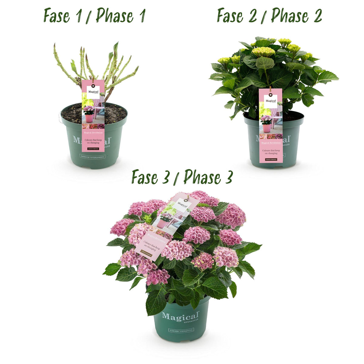 Green boutiQ - Plante de terrasse - Hortensia - Hydrangea Magical Revolution Pink - Rose - 6-10 fleurs - Pot 23 cm Hauteur 55 cm