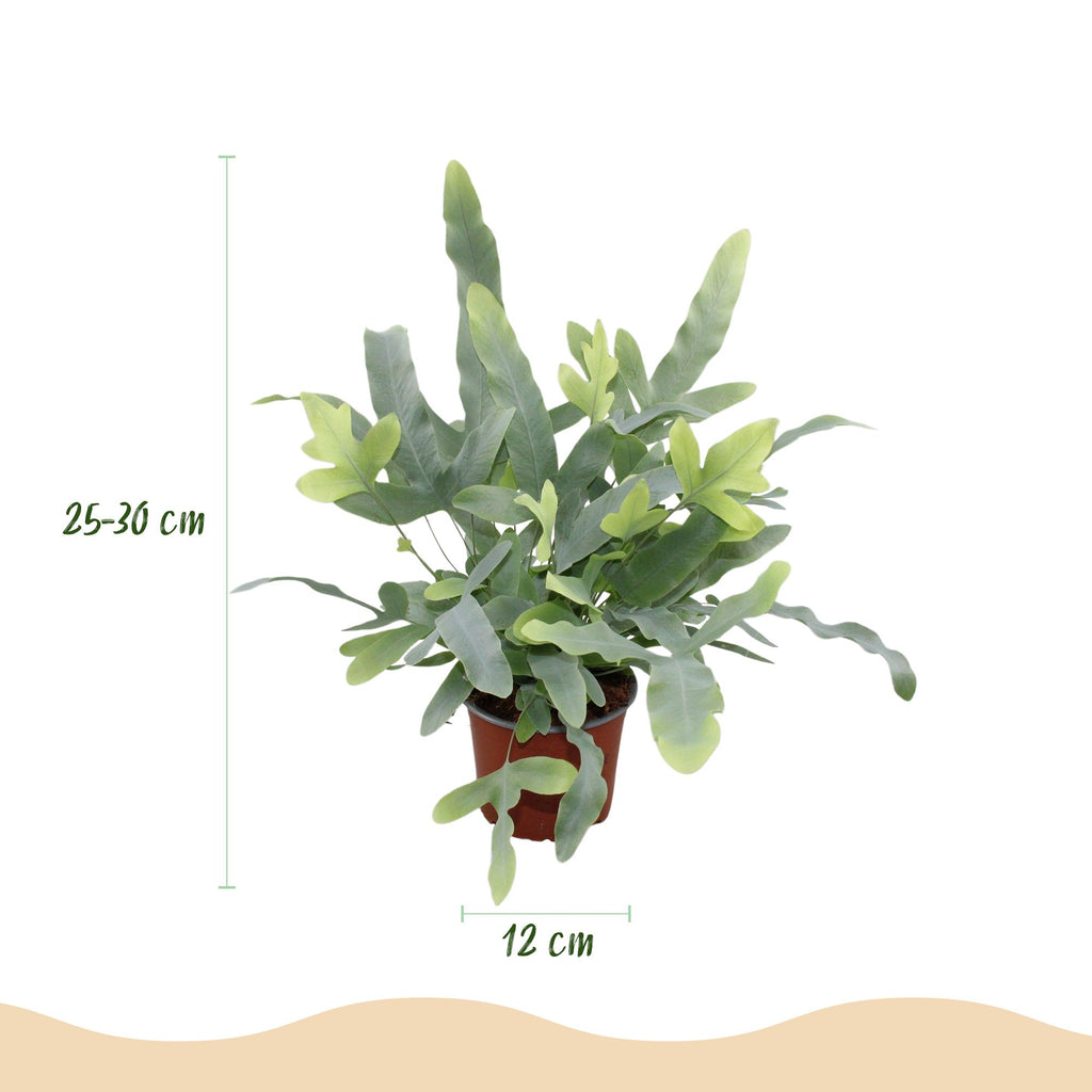 Green boutiQ - Zimmerpflanze - Phlebodium aureum Blue Star - Blaues Farn - Haustierfreundliche Pflanze - Blau - 2 Pflanzen - mit Topf Grau - Topf 12cm - Höhe 25cm