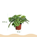 Green boutiQ - Plante d'intérieur - Marantha Silverband, Marantha Lemon Lime, Marantha Kerchoveana - Plante prière - Plante adaptée aux animaux domestiques - Vert - 3 plantes - avec panier - Pot 12 cm - Hauteur 25 cm
