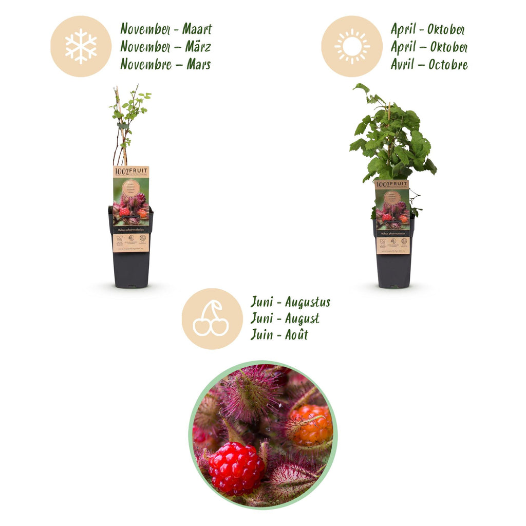 Green boutiQ - Plante fruitière - Rubus phoenicolasius - Framboisier du Japon - Rustique - Framboise rouge vif - 2 plantes - Pot 15cm - Hauteur 50cm