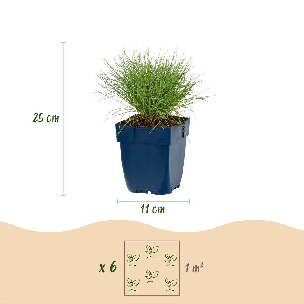 Green boutiQ - Stauden - Festuca glauca - Blauschwingel - Immergrün - Blau - 6 Pflanzen - Topf 11cm - Höhe 15-25cm