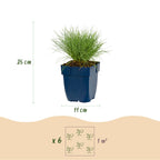 Green boutiQ - Stauden - Festuca glauca - Blauschwingel - Immergrün - Blau - 6 Pflanzen - Topf 11cm - Höhe 15-25cm