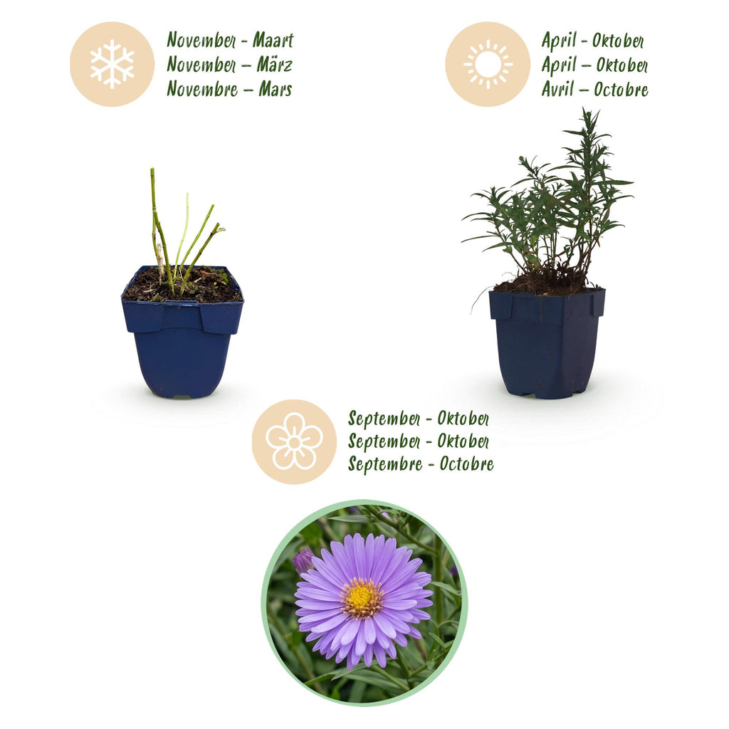 Green boutiQ - Stauden - Aster (D) Strand-Aster - Salz-Aster - Bienen- und Schmetterlingsmagnet - Lila - 12 Pflanzen - Topf 11cm - Höhe 15-25cm