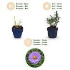 Green boutiQ - Stauden - Aster (D) Strand-Aster - Salz-Aster - Bienen- und Schmetterlingsmagnet - Lila - 12 Pflanzen - Topf 11cm - Höhe 15-25cm