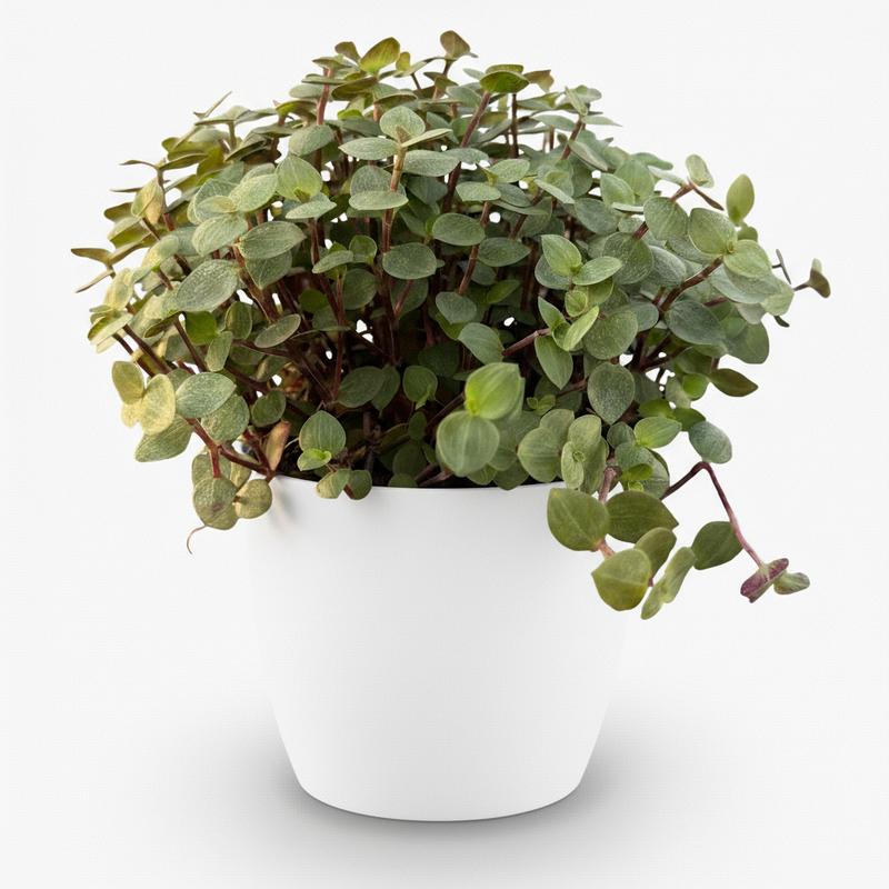Green boutiQ - Kamerplant - Calissia repens - Kattengras - Huisdiervriendelijk - Groen - 1 Plant - met Potter Wit - Pot 12cm - Hoogte 17-20cm