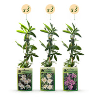 9x Passiflora Tricolour - Tricolour passion flower - White - Purple - Pink - Climber - Ø9cm - ↕35cm