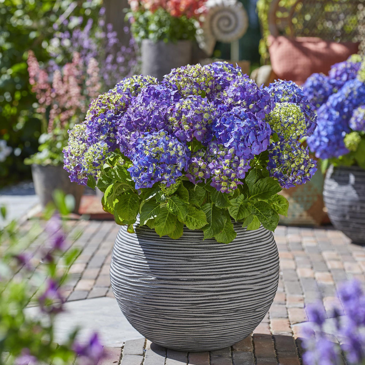 Green boutiQ - Gartenpflanze - Hydrangea Endless Summer Summer Love Purple - Hortensie - Winterhart - Violett - 2 Pflanzen - Topf 14cm - Höhe 20-25cm