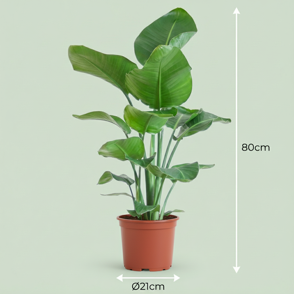 Green boutiQ - Plante d'intérieur - Oiseau de paradis - Strelitzia Nicolai - Vert - Peu d'entretien - 1 plante - Pot 19cm - Hauteur 80 - 90cm