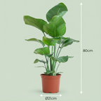 Green boutiQ - Plante d'intérieur - Oiseau de paradis - Strelitzia Nicolai - Vert - Peu d'entretien - 1 plante - Pot 19cm - Hauteur 80 - 90cm
