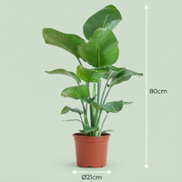 Green boutiQ - Kamerplant - Paradijsvogelplant - Stelitzia Nicolai - Groen - Weinig onderhoud - 1 Plant - Pot 19cm - Hoogte 80 - 90cm