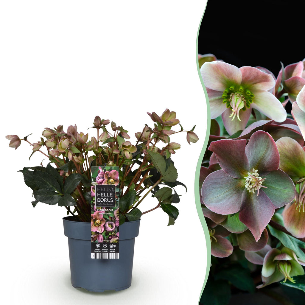 Green boutiQ - Plante de jardin - Rose de Carême - Hellébore Angels Glow - Fleur rose - Persistant - Pot 19cm Hauteur 50cm