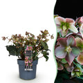 Green boutiQ - Plante de jardin - Rose de Carême - Hellébore Angels Glow - Fleur rose - Persistant - Pot 19cm Hauteur 50cm