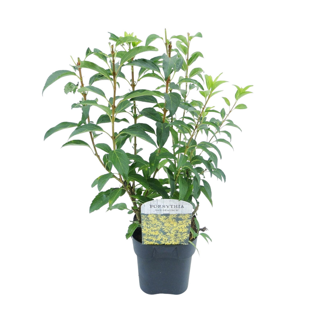 Green boutiQ - Sträucher - Forsythia intermedia Goldrauch - Blüte Gelb - 1 Pflanze - Laubabwerfend - Pflegeleicht - Topf 17cm Höhe 45cm