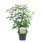 Green boutiQ - Sträucher - Forsythia intermedia Goldrauch - Blüte Gelb - 1 Pflanze - Laubabwerfend - Pflegeleicht - Topf 17cm Höhe 45cm