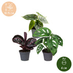 3x Baby Jungle Mix - Various colours - Tropical - Ø6cm - ↕10-15cm