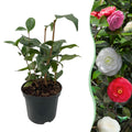 Green boutiQ - Sträucher - Camelia japonica Tricolour - Blüte Rosa, Weiß und Rot - 1 Pflanze - Immergrün - Topf 15cm Höhe 30cm