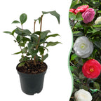 Green boutiQ - Sträucher - Camelia japonica Tricolour - Blüte Rosa, Weiß und Rot - 1 Pflanze - Immergrün - Topf 15cm Höhe 30cm