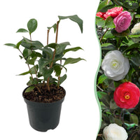 Green boutiQ - Heesters - Camelia japonica Tricolour - Bloem Roze, Wit en Rood - 1 Plant - Groenblijvend - Pot 15cm Hoogte 30cm