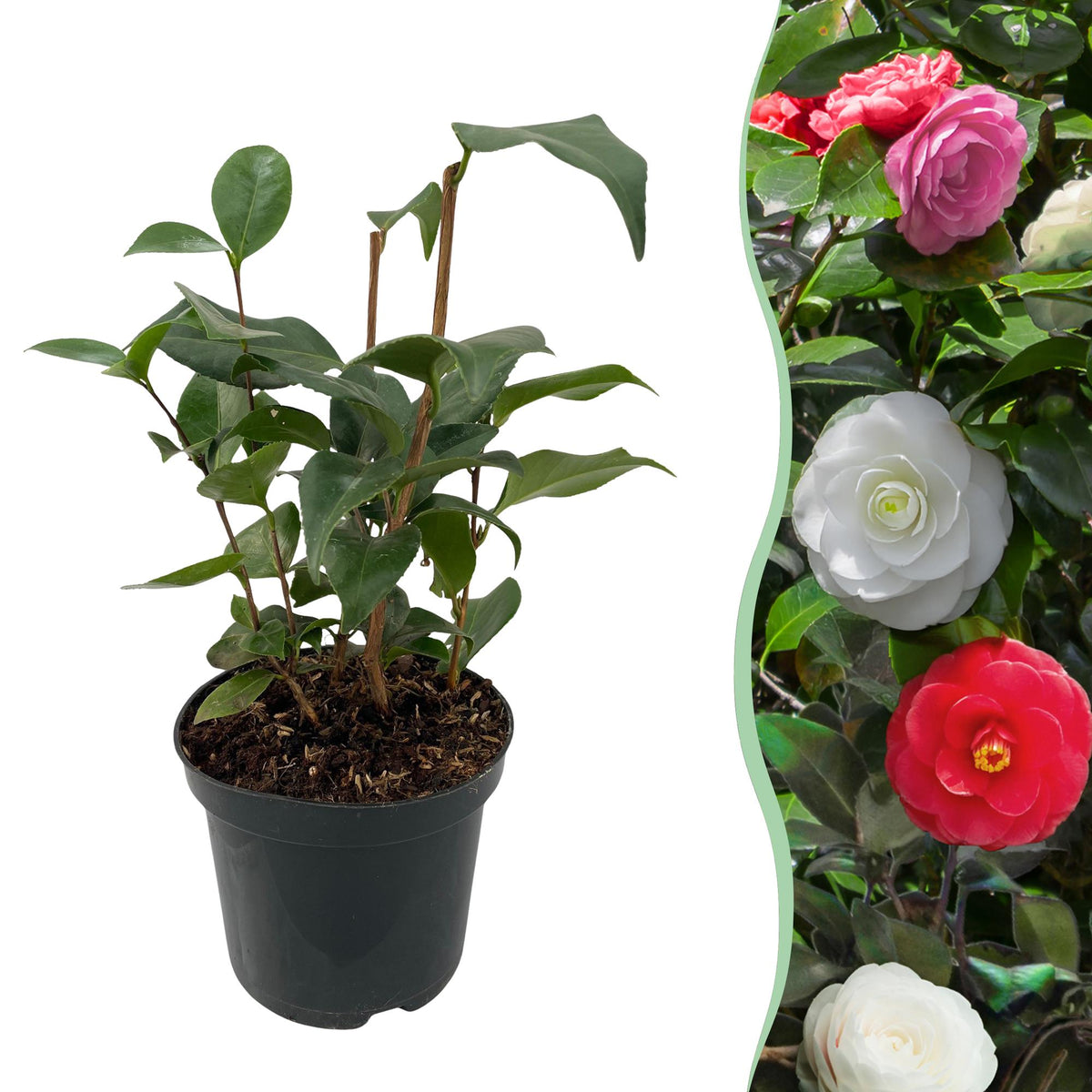 Green boutiQ - Sträucher - Camelia japonica Tricolour - Blüte Rosa, Weiß und Rot - 1 Pflanze - Immergrün - Topf 15cm Höhe 30cm