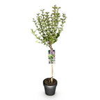 Green boutiQ - Syringa meyeri Palibin sur tige - Plante de terrasse - Caduc - Rustique - Fleurs violettes - Pot 19cm Hauteur 90cm
