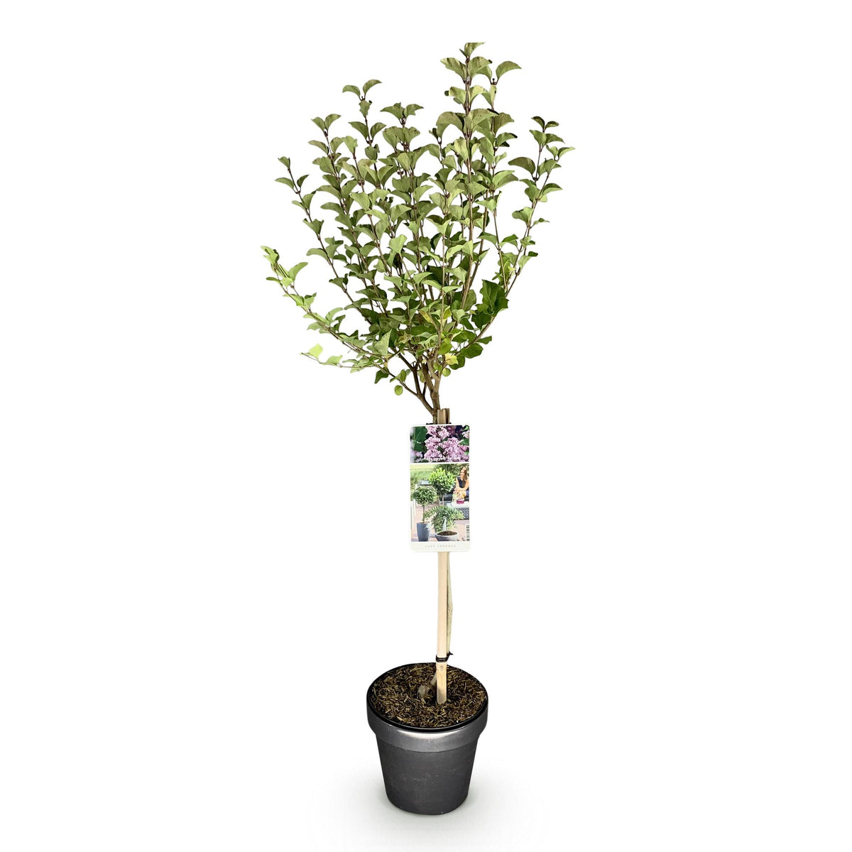 Green boutiQ - Syringa meyeri Palibin sur tige - Plante de terrasse - Caduc - Rustique - Fleurs violettes - Pot 19cm Hauteur 90cm