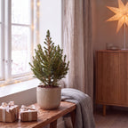 Picea glauca Conica - Dwarf Alberta Spruce - Green - Christmas tree - Ø13cm - ↕45cm