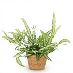 Green boutiQ - Zimmerpflanze - Pteris cretica Albolineata - Saumfarn - Haustierfreundliche Pflanze - Grün - 1 Pflanze - mit Korb - Topf 12cm - Höhe 20cm