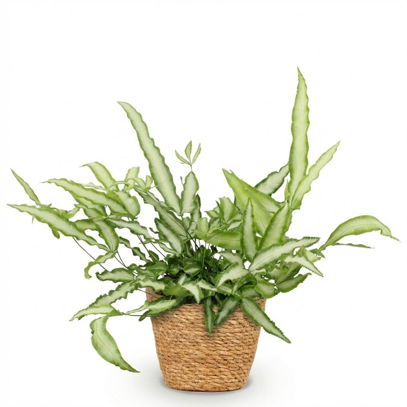 Green boutiQ - Kamerplant - Pteris cretica Albolineata - Lintvaren - Huisdiervriendelijke Plant - Groen - 1 Plant - met Mand - Pot 12cm - Hoogte 20cm