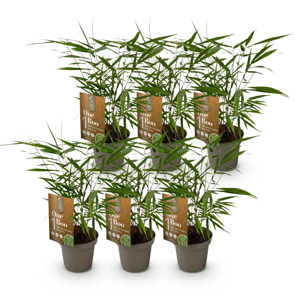 Green boutiQ - Bambus - Fargesia Asian Wonder - Immergrün - Nicht wuchernd - Grün - 6 Pflanzen - Topf 14cm - Höhe 35cm